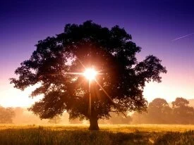 Tree of Life, North Devon, England -  -.jpg