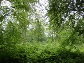 Trees