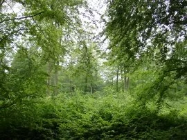 Trees (click to view)