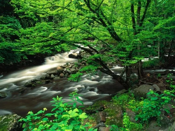 Tremont, Great Smoky Mountains National Park, Te.jpg (click to view)