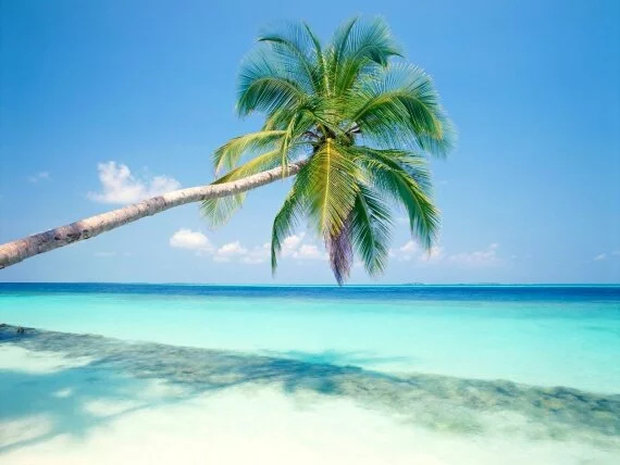 Tropical Island, Maldives -  - ID 32890.jpg (click to view)