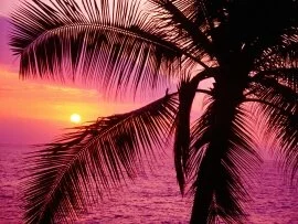 Tropical Setting, Hawaii -  - ID 45341.jpg (click to view)
