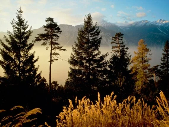 Twilight in the Woods, Valais, Switzerland - 160.jpg (click to view)