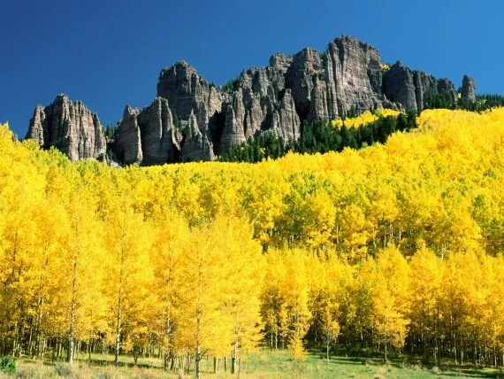 Uncompahgre Peak with Surrounding Aspen, Colorad.jpg (click to view)