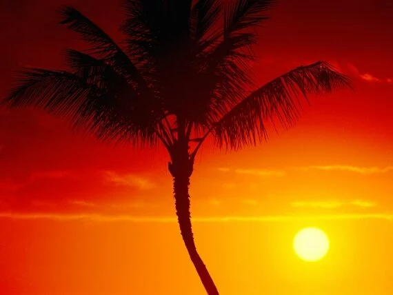 Warmth of Summer, Maui, Hawaii -  - ID .jpg (click to view)