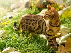 Wild Cat