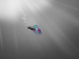 Windows 7 wallpaper - Dark Fish