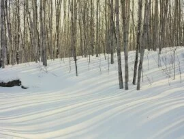 Winter Birch and Aspen Forest, Al.jpg (click to view)