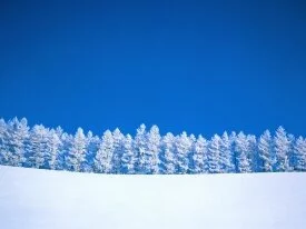 Winter Clearing -  - ID .jpg