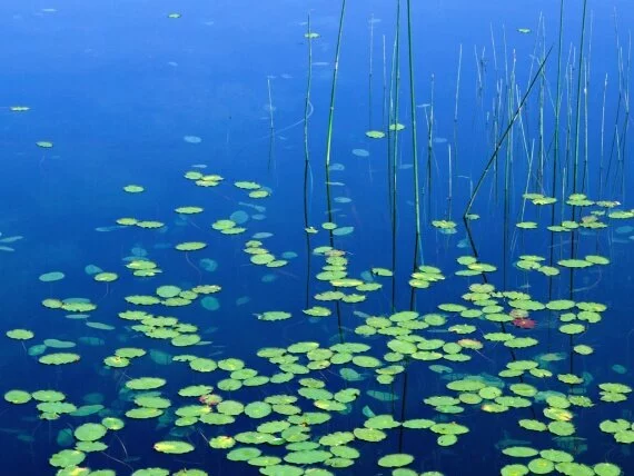 Woahink Lake, Jessie Honeyman State Park, Oregon.jpg (click to view)