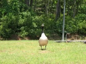 yes, I guard the lake