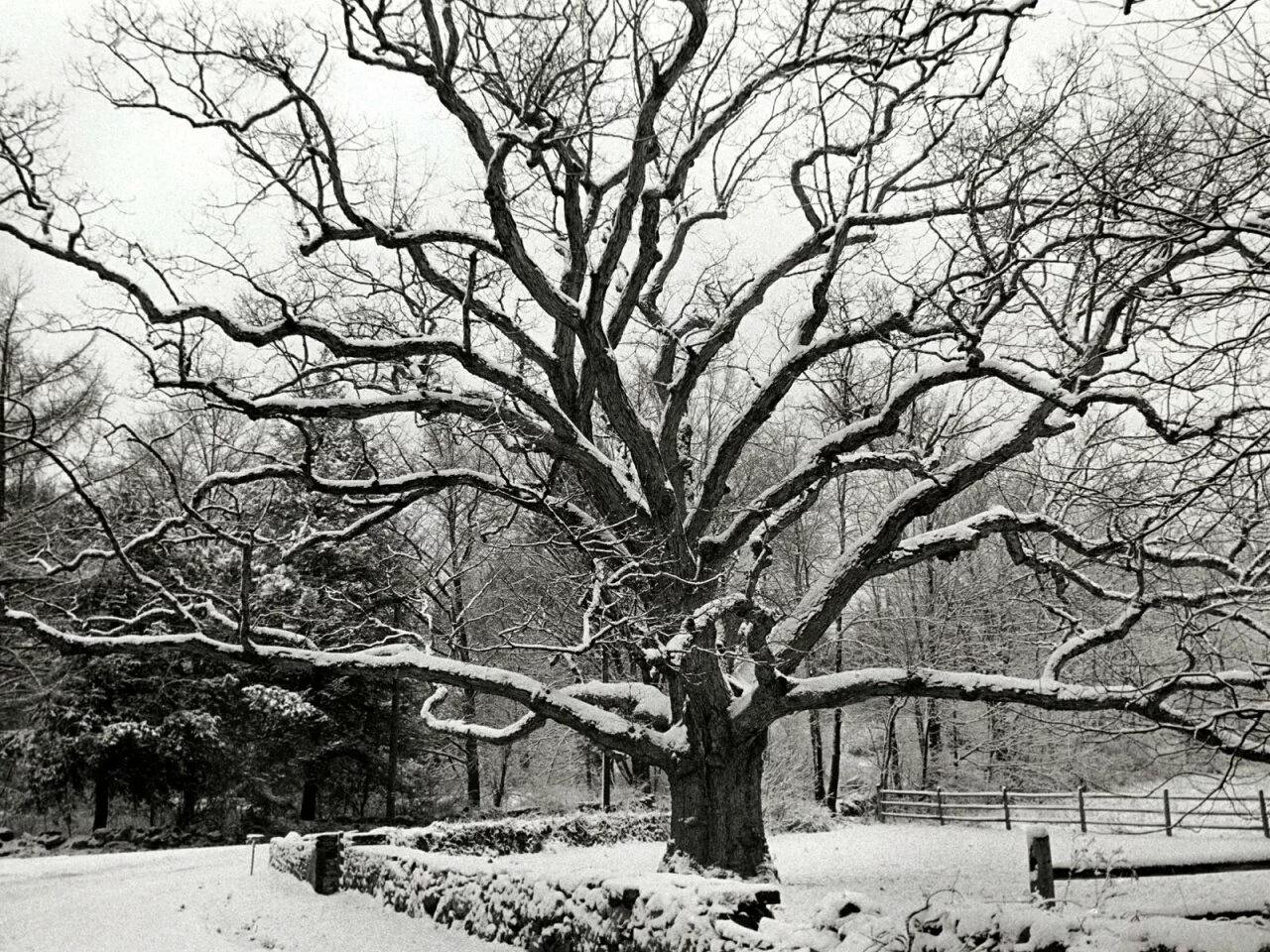 Bedford Oak, New York City -  - ID 1061.jpg