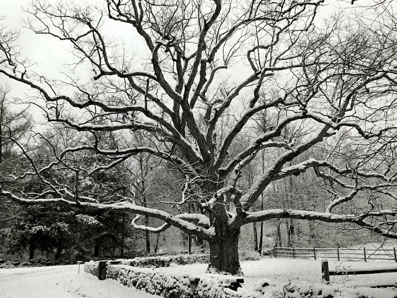 Bedford Oak, New York City -  - ID 1061.jpg