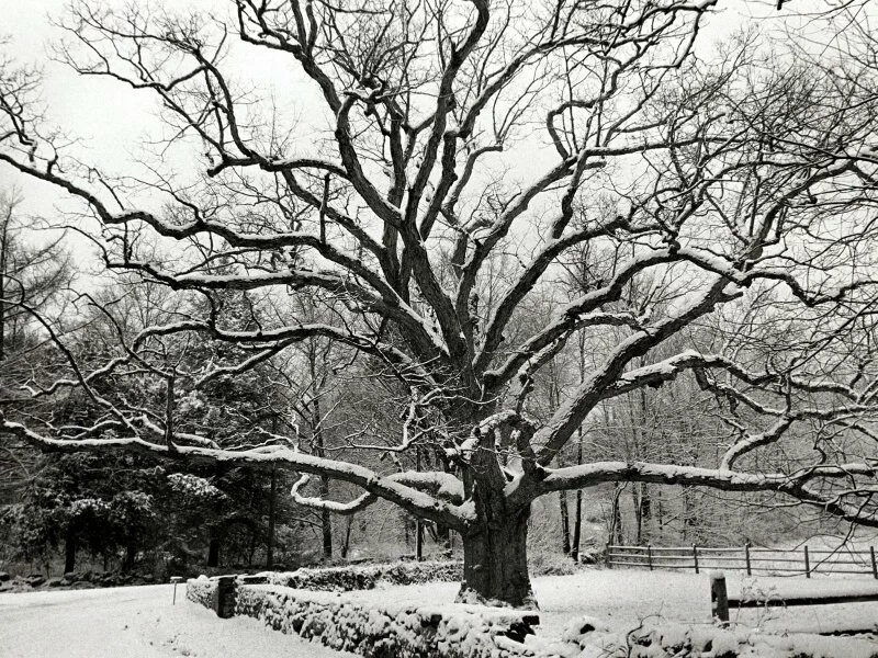 Bedford Oak, New York City -  - ID 1061.jpg
