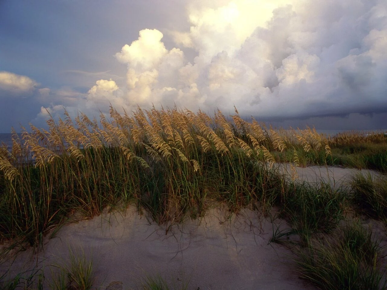 Cape Hatteras National Seashore, North Carolina .jpg