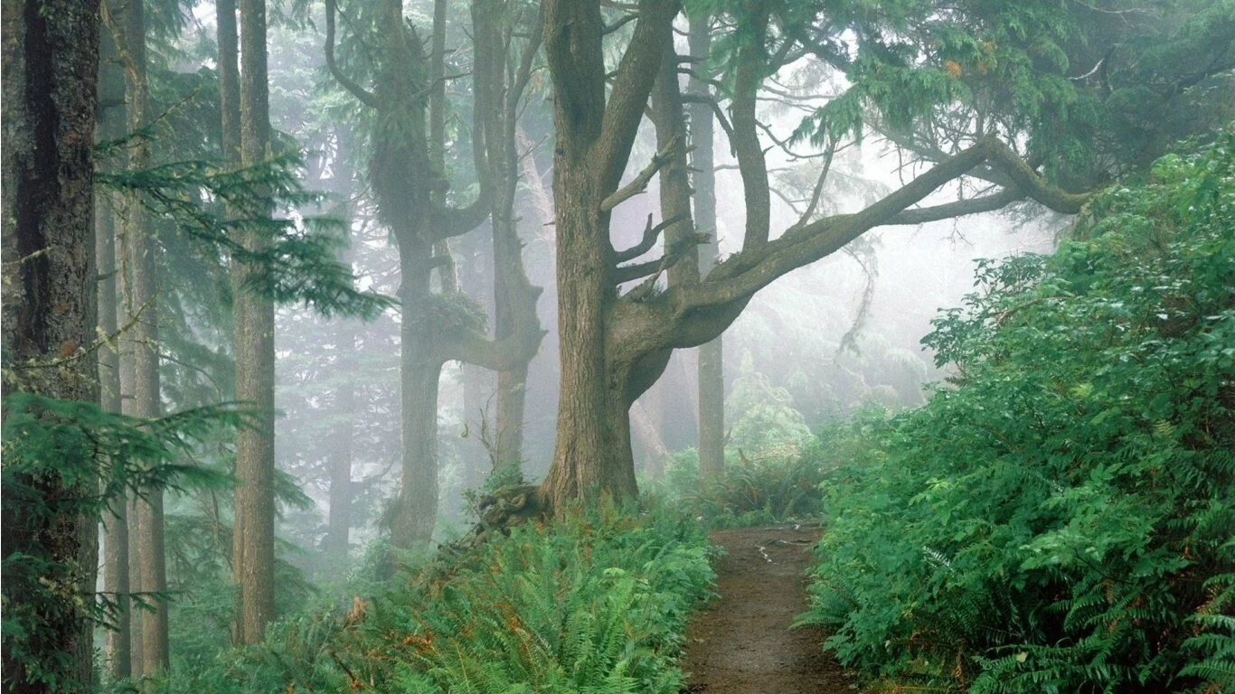 Forestpath