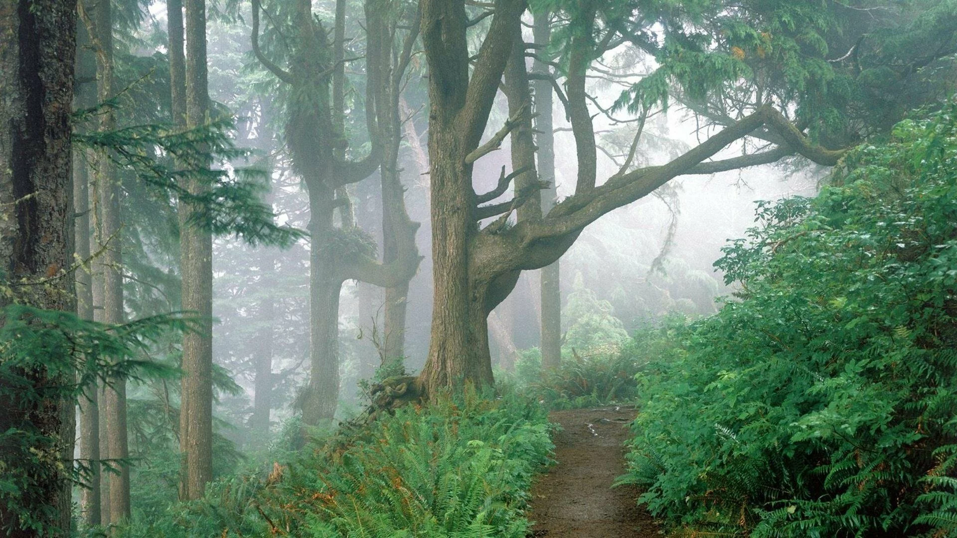 Forestpath