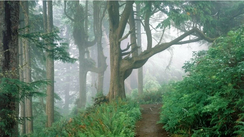 Forestpath
