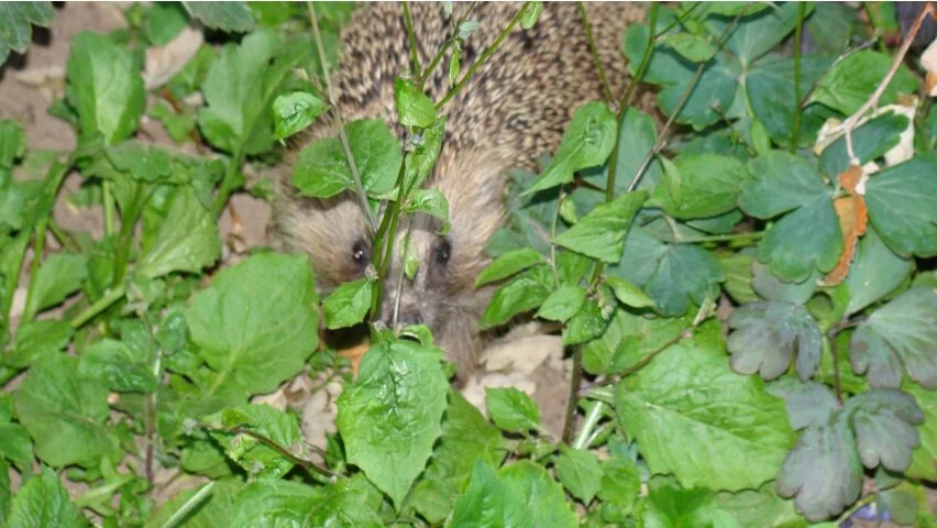 Hedgehog 