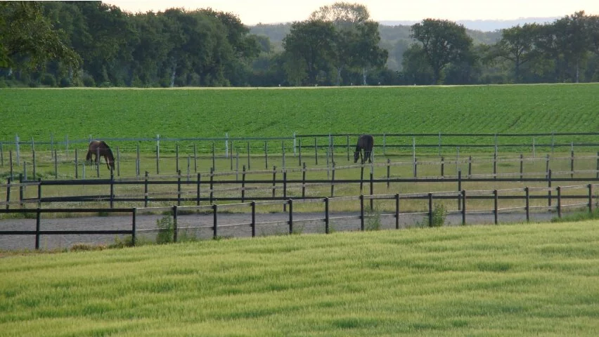 Horses in early morning