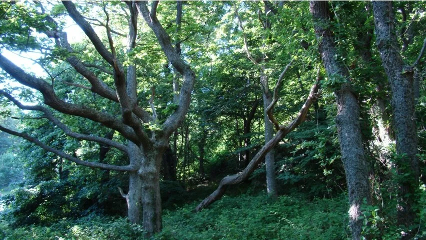 Kims Nature HD