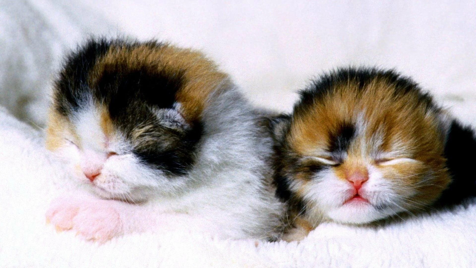 Kittens