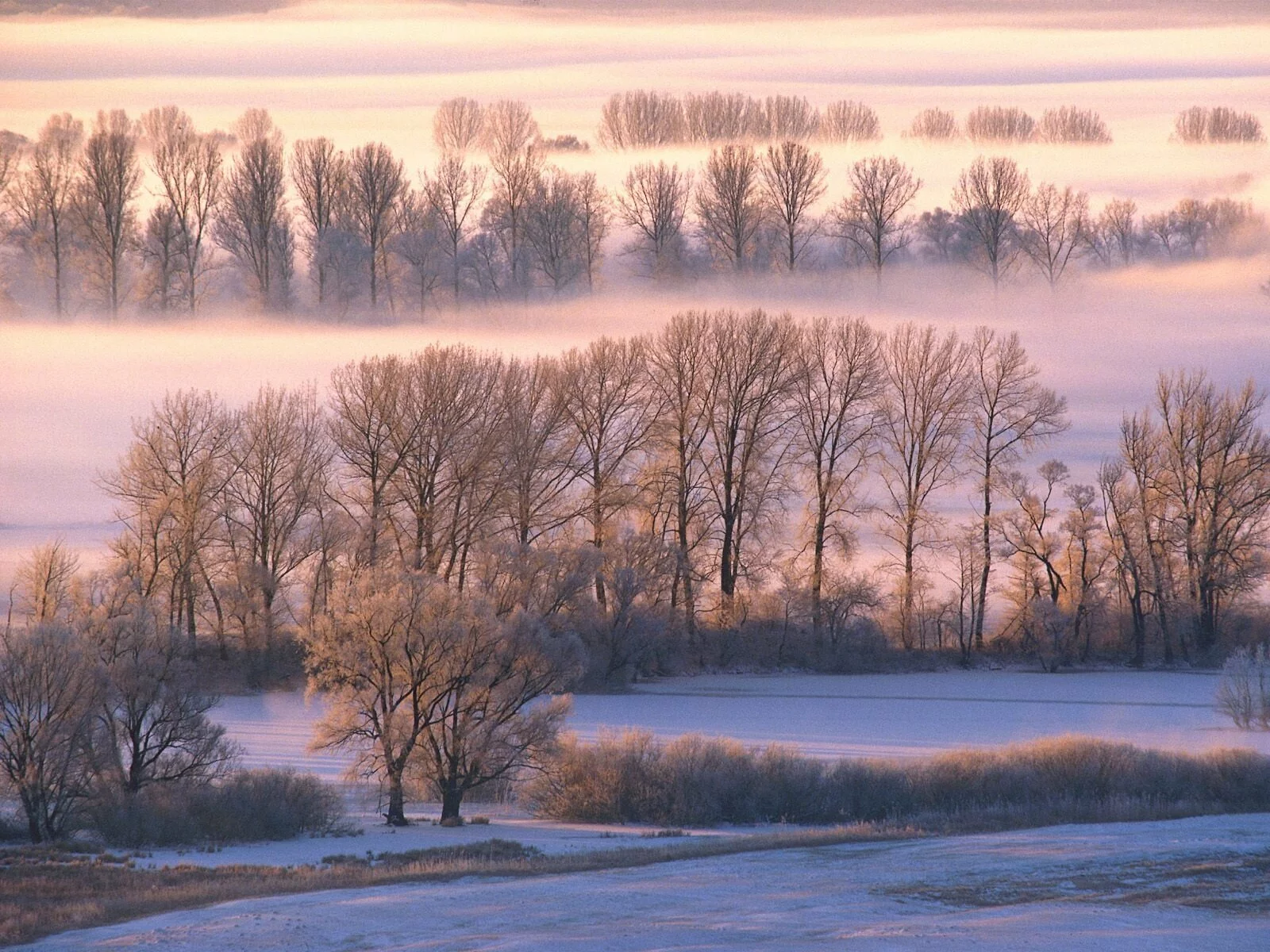 Misty Morn -  - ID 20864.jpg