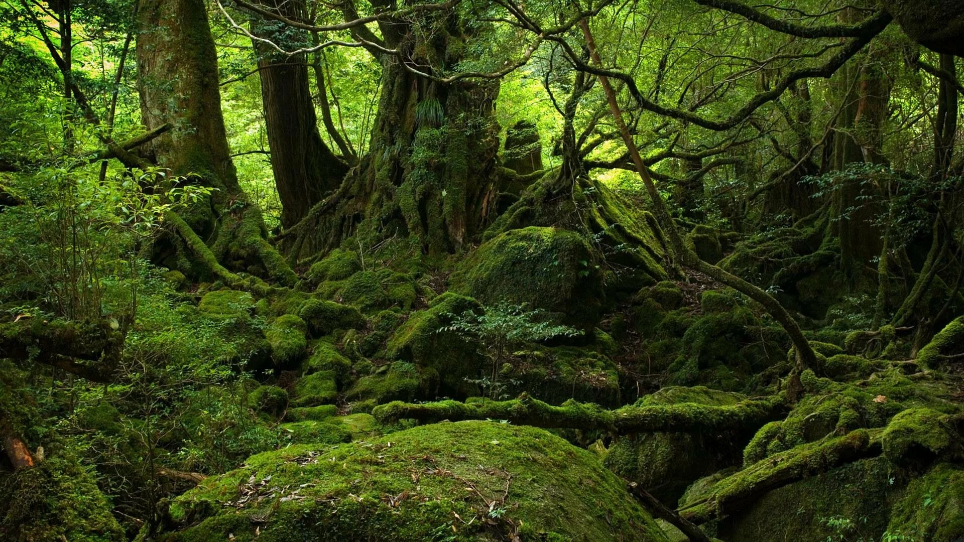 Mystic Forest
