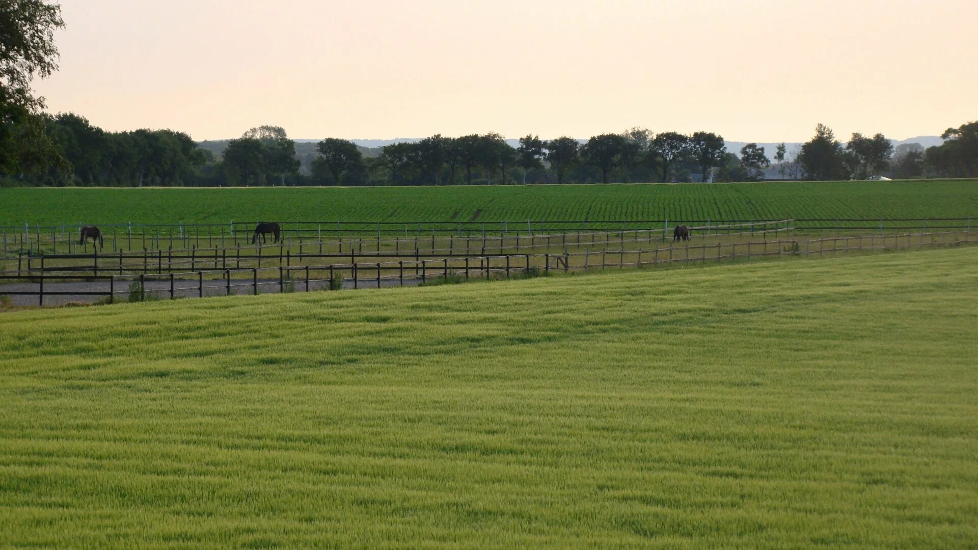 Scenery with horses in the morning