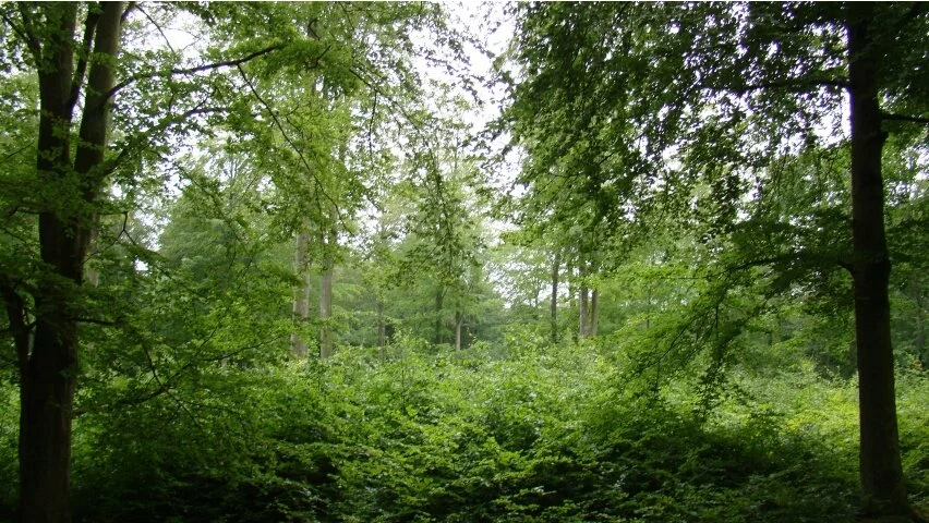 Trees