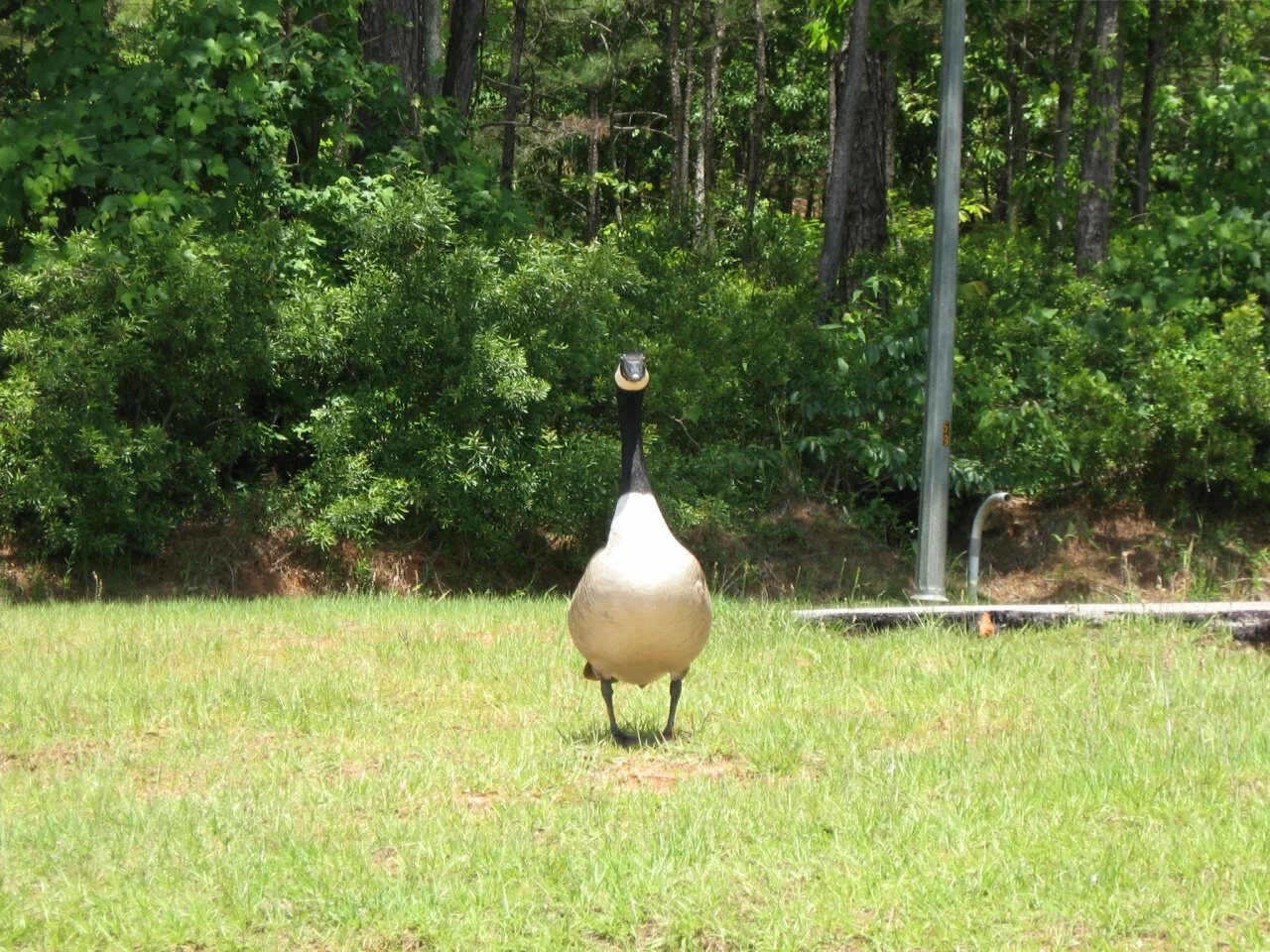 yes, I guard the lake